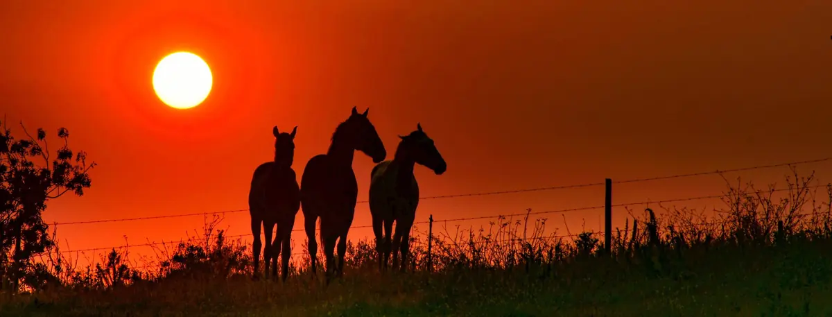 Silhuetas de cavalos ao pôr do sol