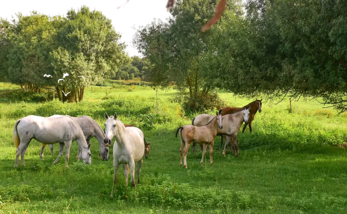 Cavalos a pastar numa paisagem verde de Pombalinho