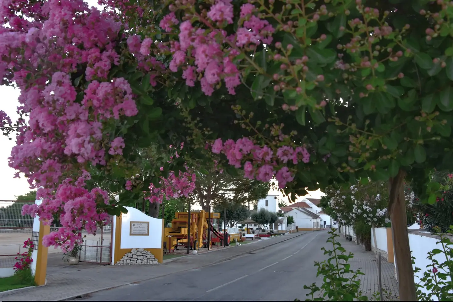 Árvore florida junto à avenida de Pombalinho