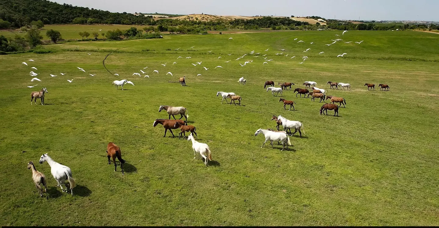 Cavalos no campo com aves sobre a paisagem verde