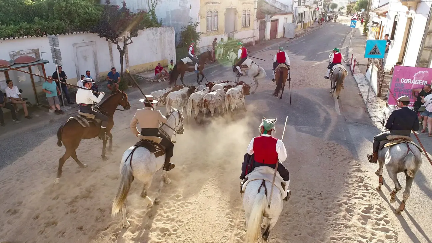 Cavaleiros e gado numa rua de Pombalinho
