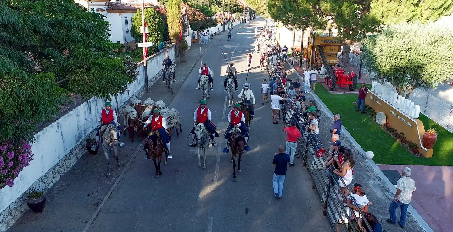 Campinos e gado na avenida junto ao jardim de Pombalinho